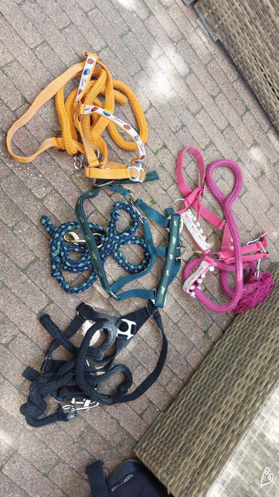 Diverse halsters, Ophalen of Verzenden, Gebruikt