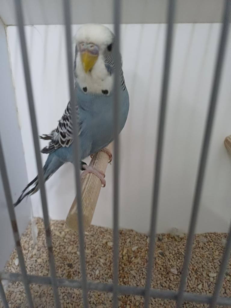 2 x grasparkiet split blackface split antraciet., Mannelijk, Parkiet