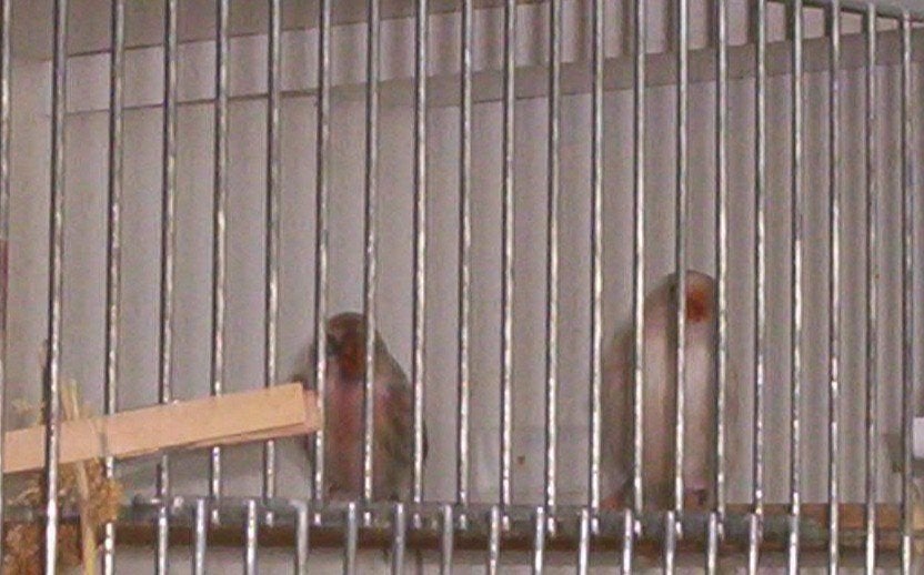 Noren, Dieren en Toebehoren, Vogels | Overige Vogels, Wildzangvogel, Meerdere dieren, Geringd