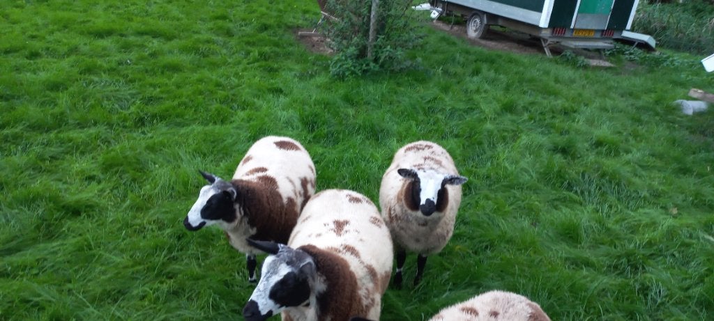 Bonte ooien, Vrouwelijk, Schaap, 0 tot 2 jaar