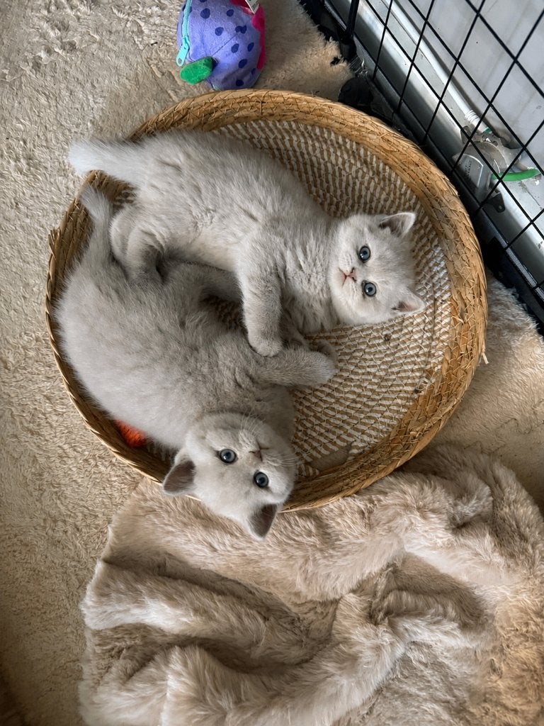 Raszuivere Britse Korthaar Kittens met Stamboom, Dieren en Toebehoren, Meerdere dieren, Met stamboom, 0 tot 2 jaar