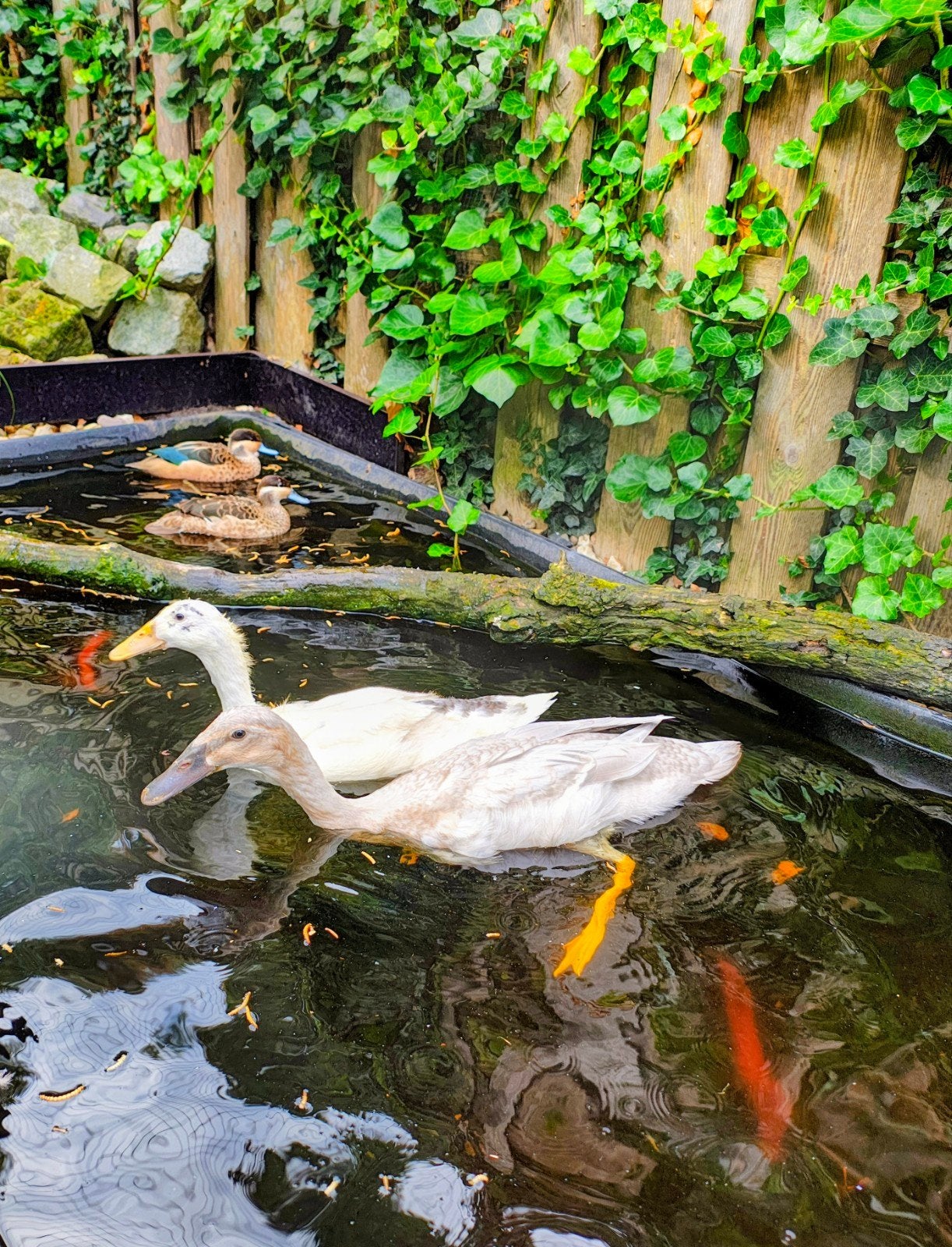 Twee raszuivere vrouwelijke Indische loopeenden, Dieren en Toebehoren, Pluimvee, Vrouwelijk, Eend