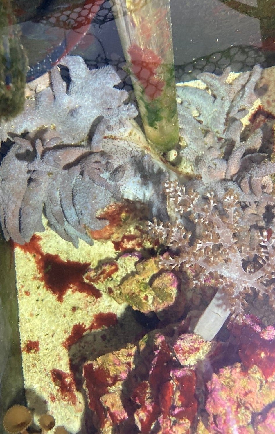 vinger leder koraal xxl, Dieren en Toebehoren, Vissen | Aquariumvissen