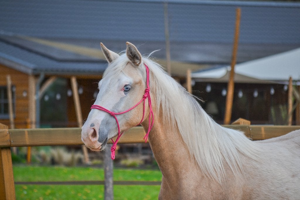 Opvallende Dunalino jaarling merrie (Quarter x Cruzado), Minder dan 160 cm, 0 tot 2 jaar, Westernpaard, Onbeleerd