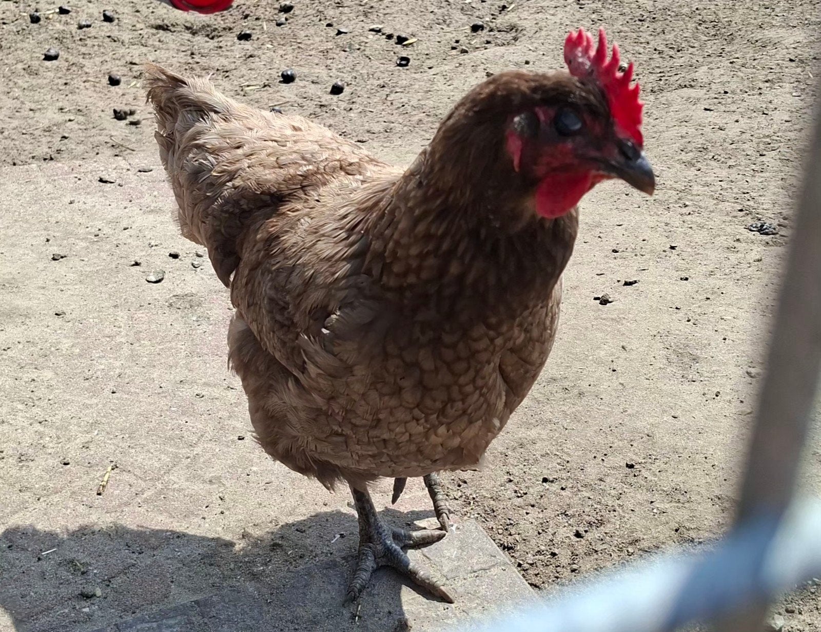 Jersey Giant kippen, Dieren en Toebehoren, Pluimvee, Vrouwelijk, Kip