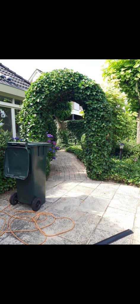 Tuinman gezocht/zoekt u niet verder, Overige soorten, 100 tot 250 cm, Zomer, Ophalen