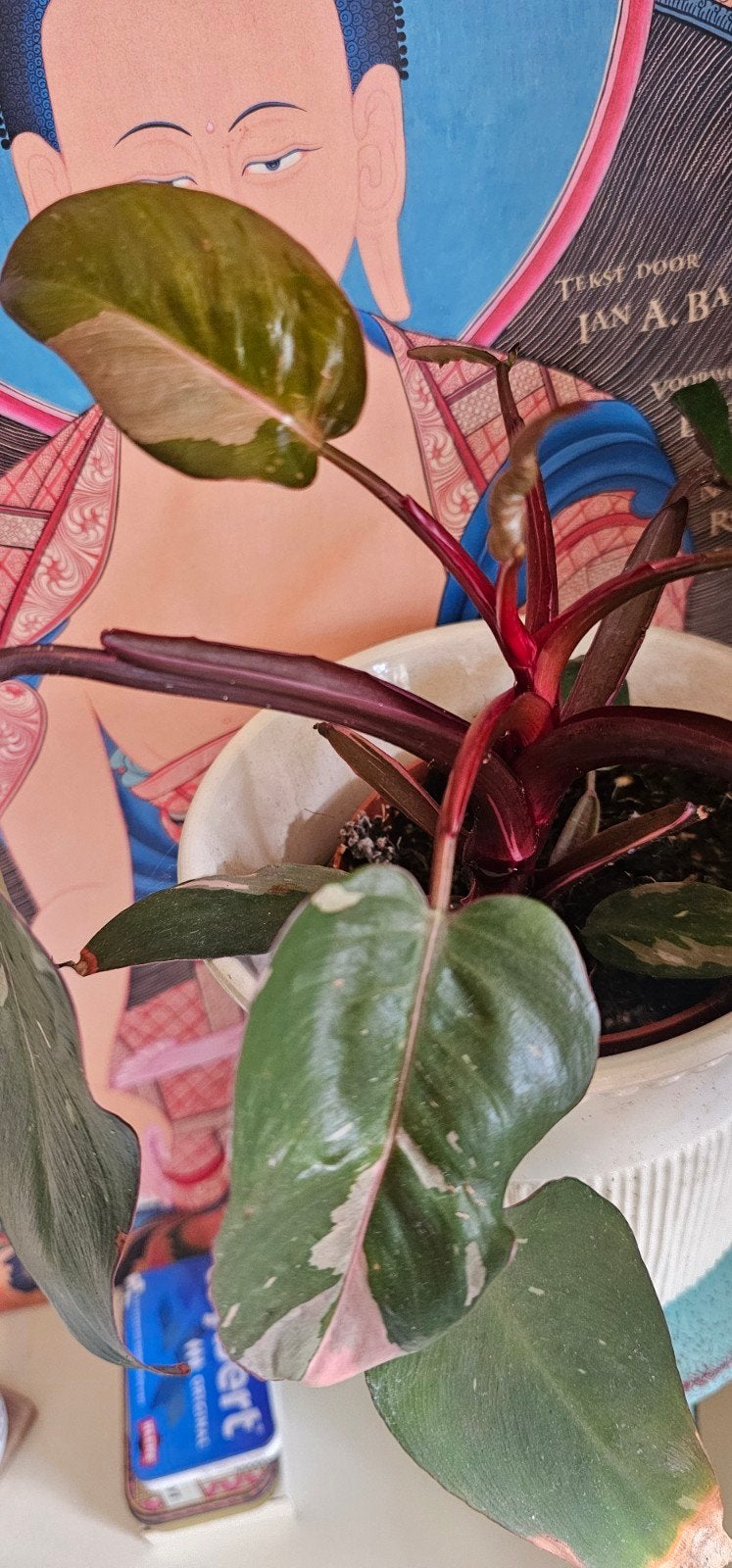 Stek top Philodendron Pink Princess, Ophalen of Verzenden, Halfschaduw, Minder dan 100 cm