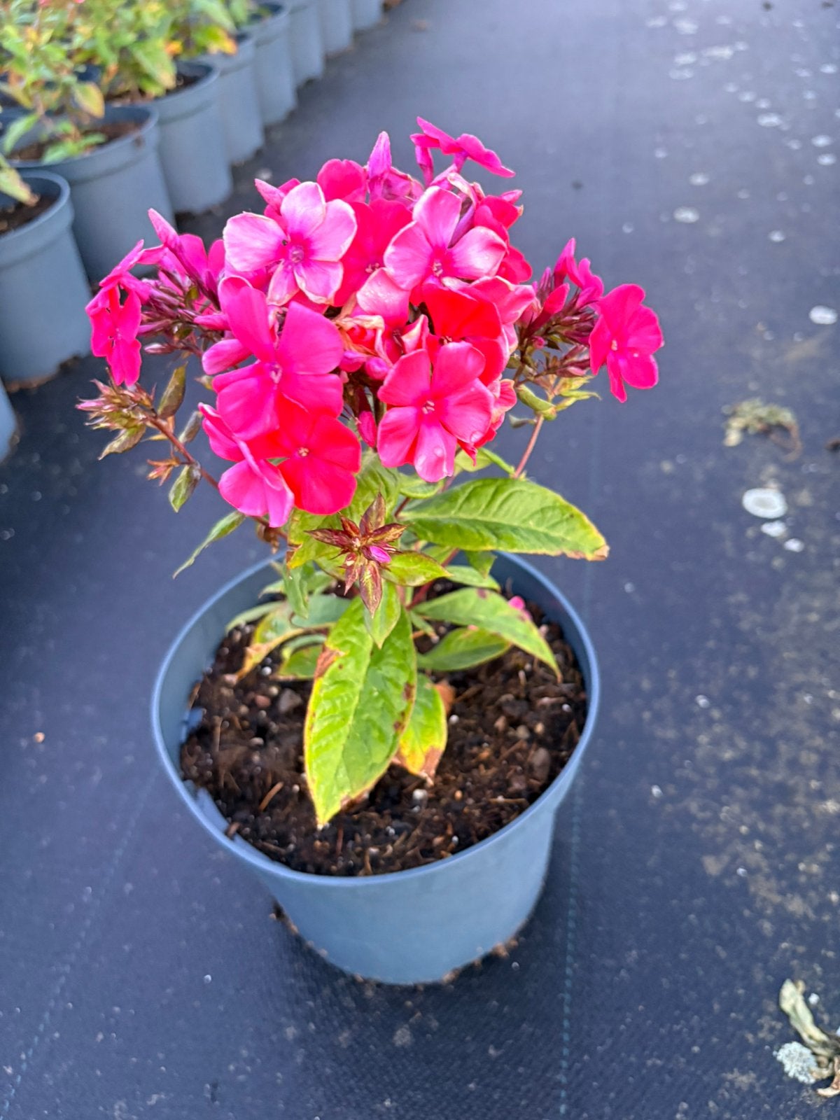 Vaste plant Phlox spitfire ( niet hoger dan 30cm), Ophalen of Verzenden, Overige soorten, Volle zon