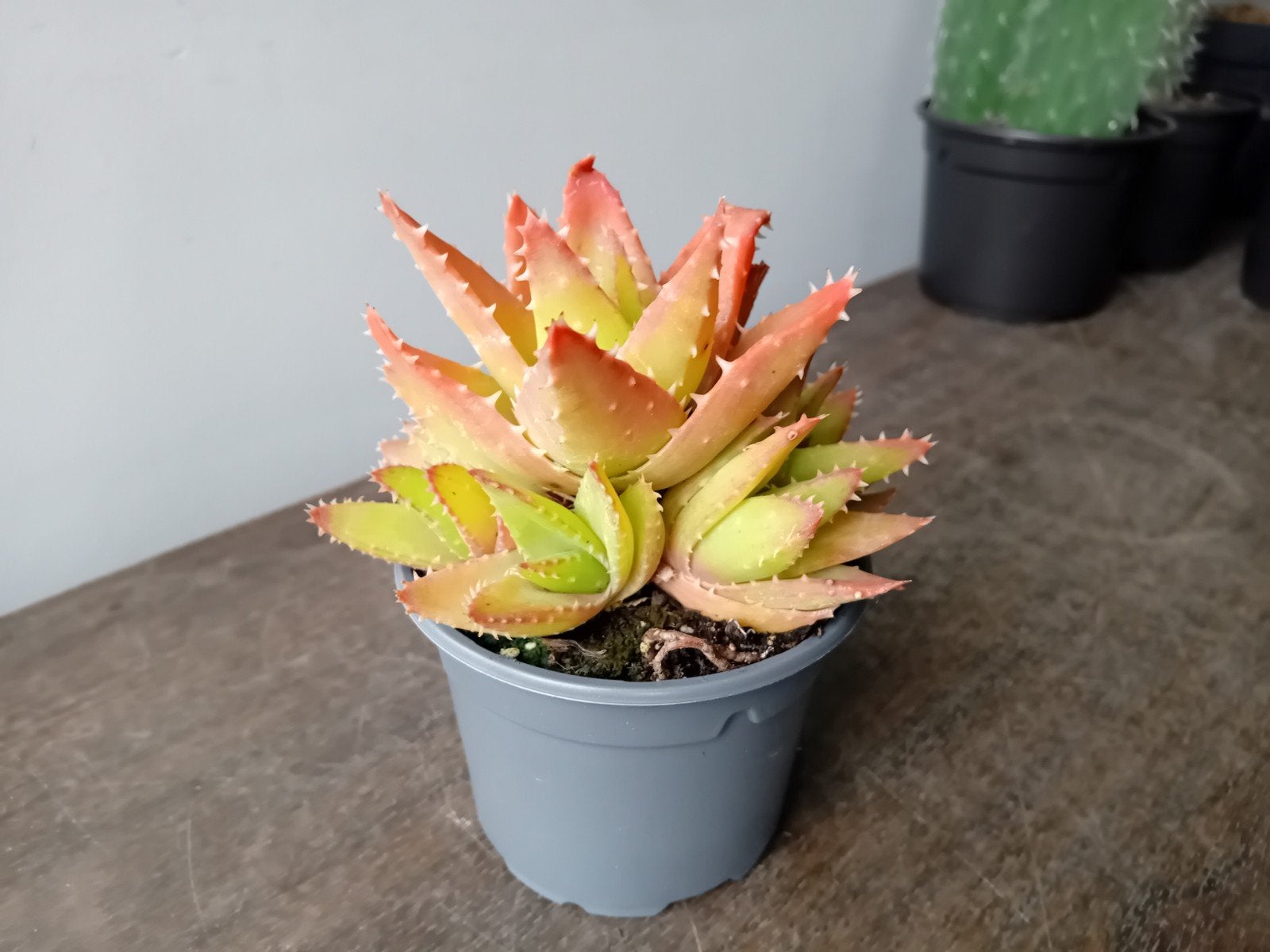 Aloë nobilis 15cm, Ophalen, Vetplant, In pot, Minder dan 100 cm