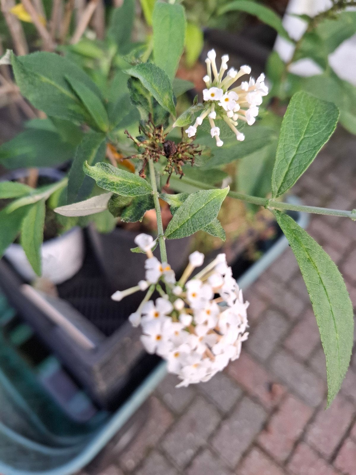 vlinderstruik roze en wit, Tuin en Terras, Ophalen, Vaste plant, Overige soorten, Volle zon