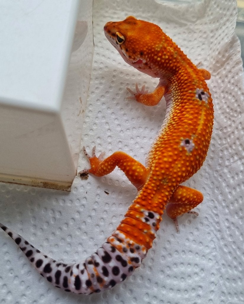 0.1 purple head mandarin het tremper  luipaardgekko Leopard Gecko photo 2