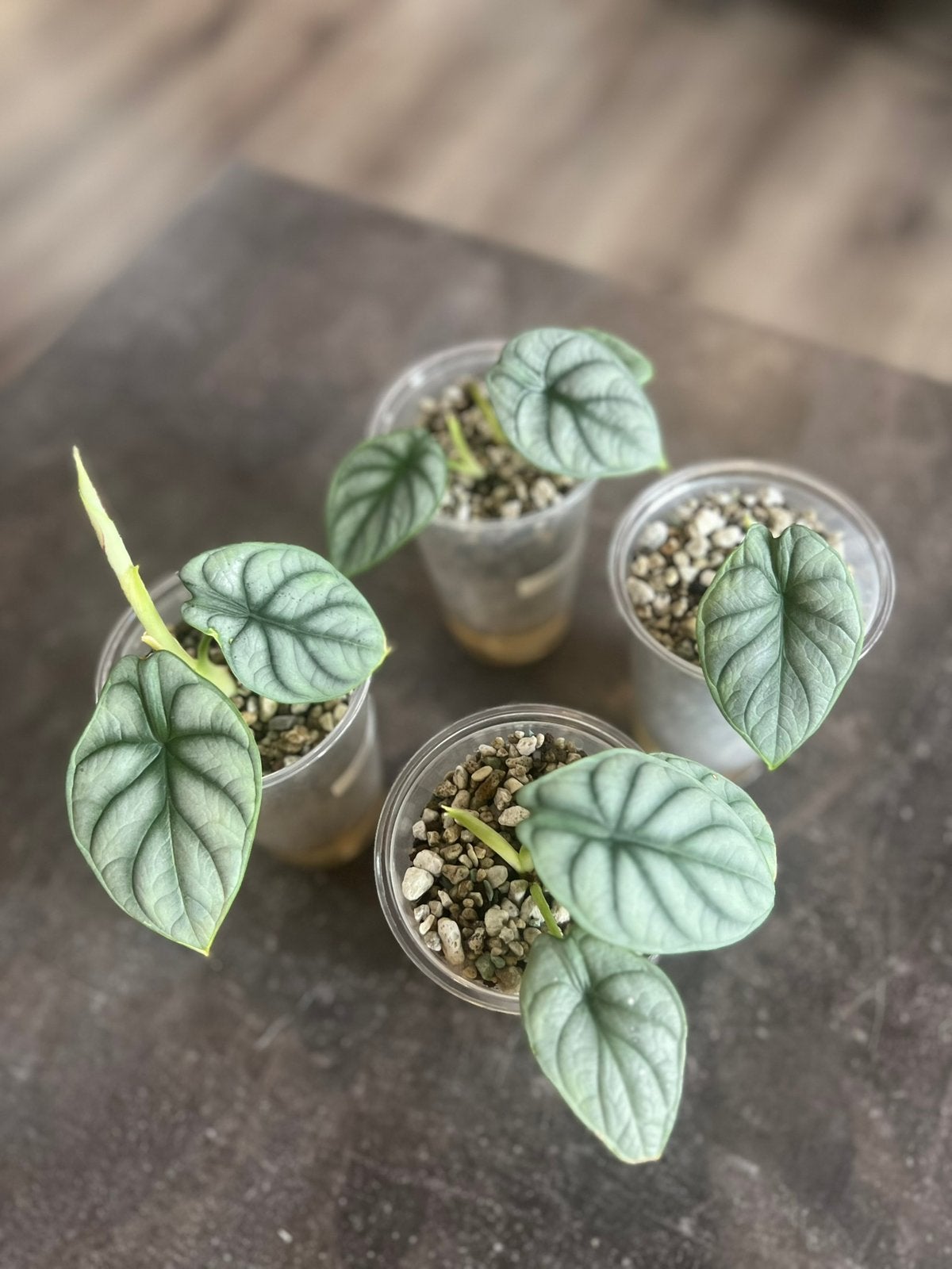 Alocasia Silver Dragon, Huis en Inrichting, Kamerplanten, Ophalen of Verzenden