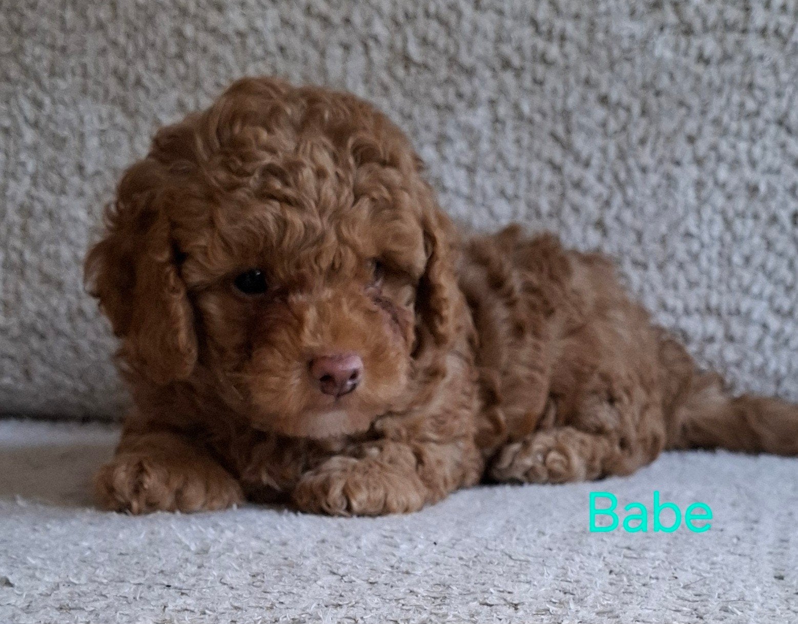 Super lieve Toypoedel pups, Dieren en Toebehoren, Poedel, Meerdere, Meerdere dieren, Nederland