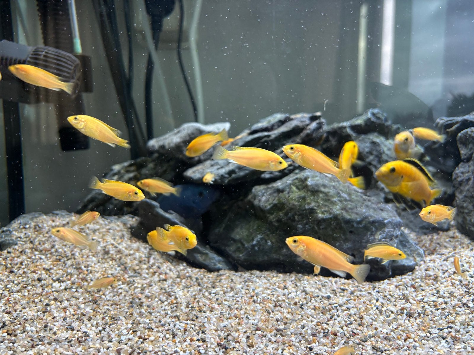 Cichliden, Dieren en Toebehoren, Vissen | Aquariumvissen, Vis