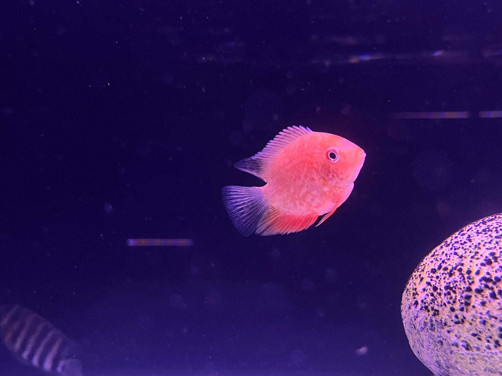 Hero severum, Vis