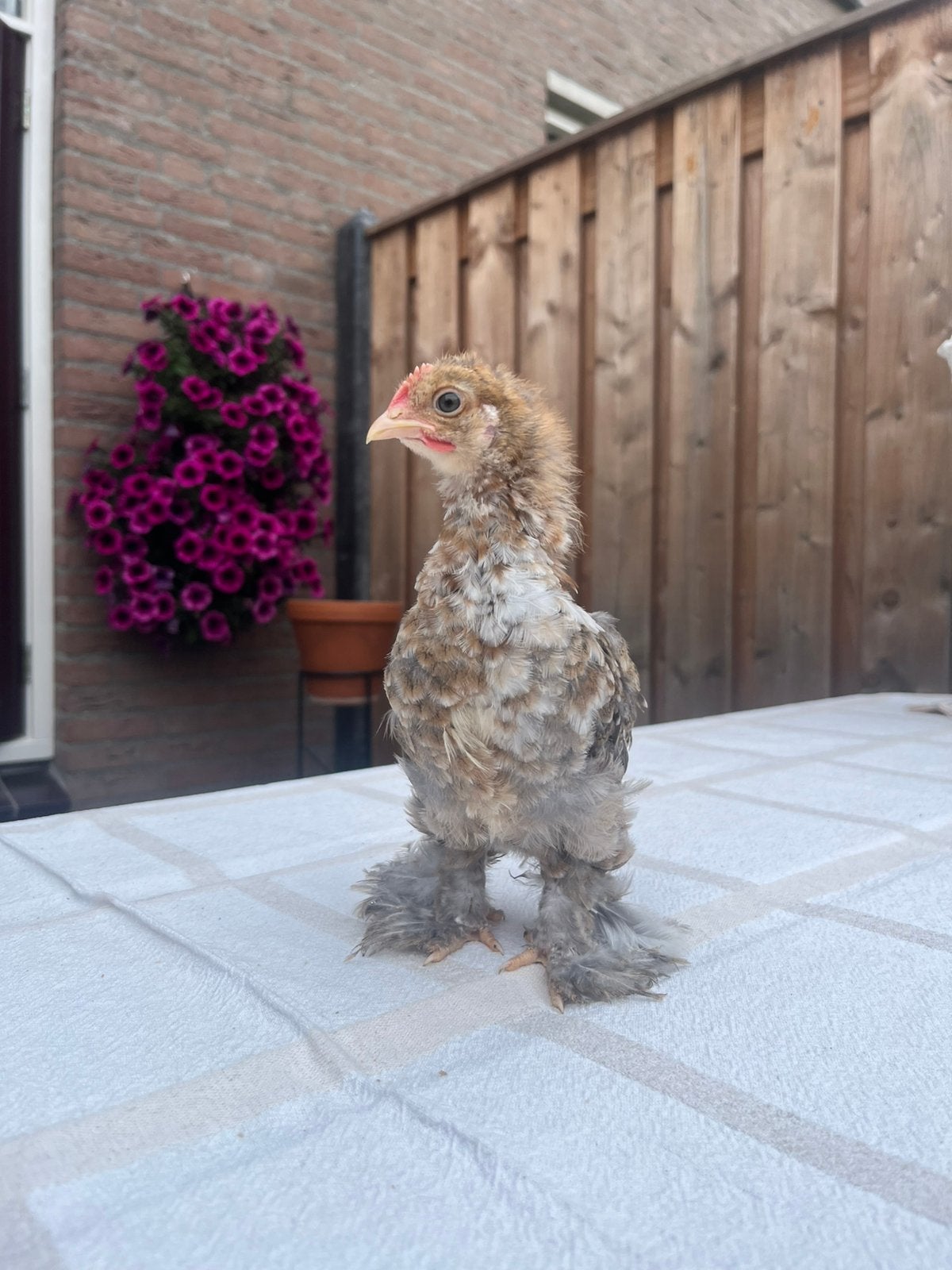 Cochin kriel Haantje, Dieren en Toebehoren, Pluimvee, Mannelijk, Kip