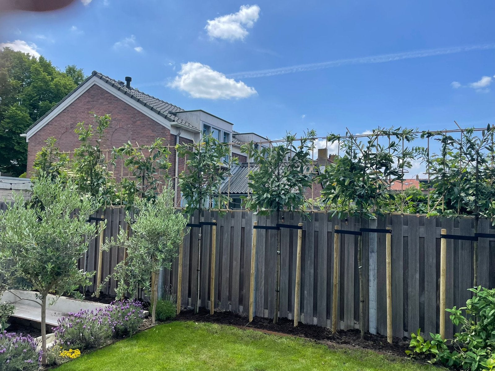 leibomen ACTIE! Lei Portugese laurier en lei laurier op stam, Tuin en Terras, In pot, Leiboom, Halfschaduw, Ophalen of Verzenden