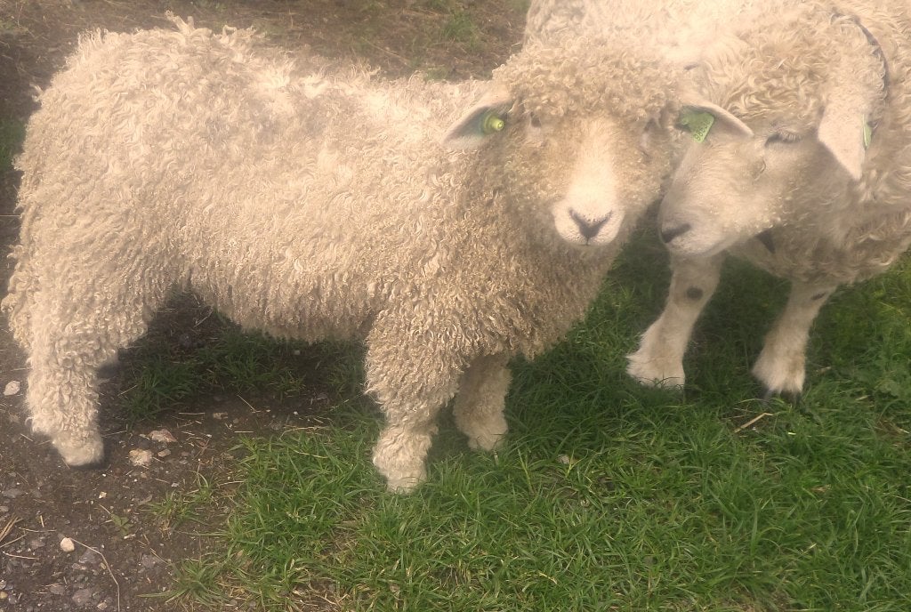 Devon&Cornwall stamboek Ramlam en 2jOoi met onverwante Ram, Mannelijk, Schaap, 0 tot 2 jaar