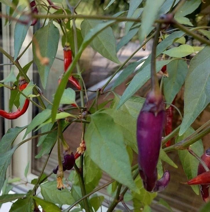 Zaden Spaanse Peper paars, Tuin en Terras, Verzenden, Voorjaar, Volle zon, Zaad
