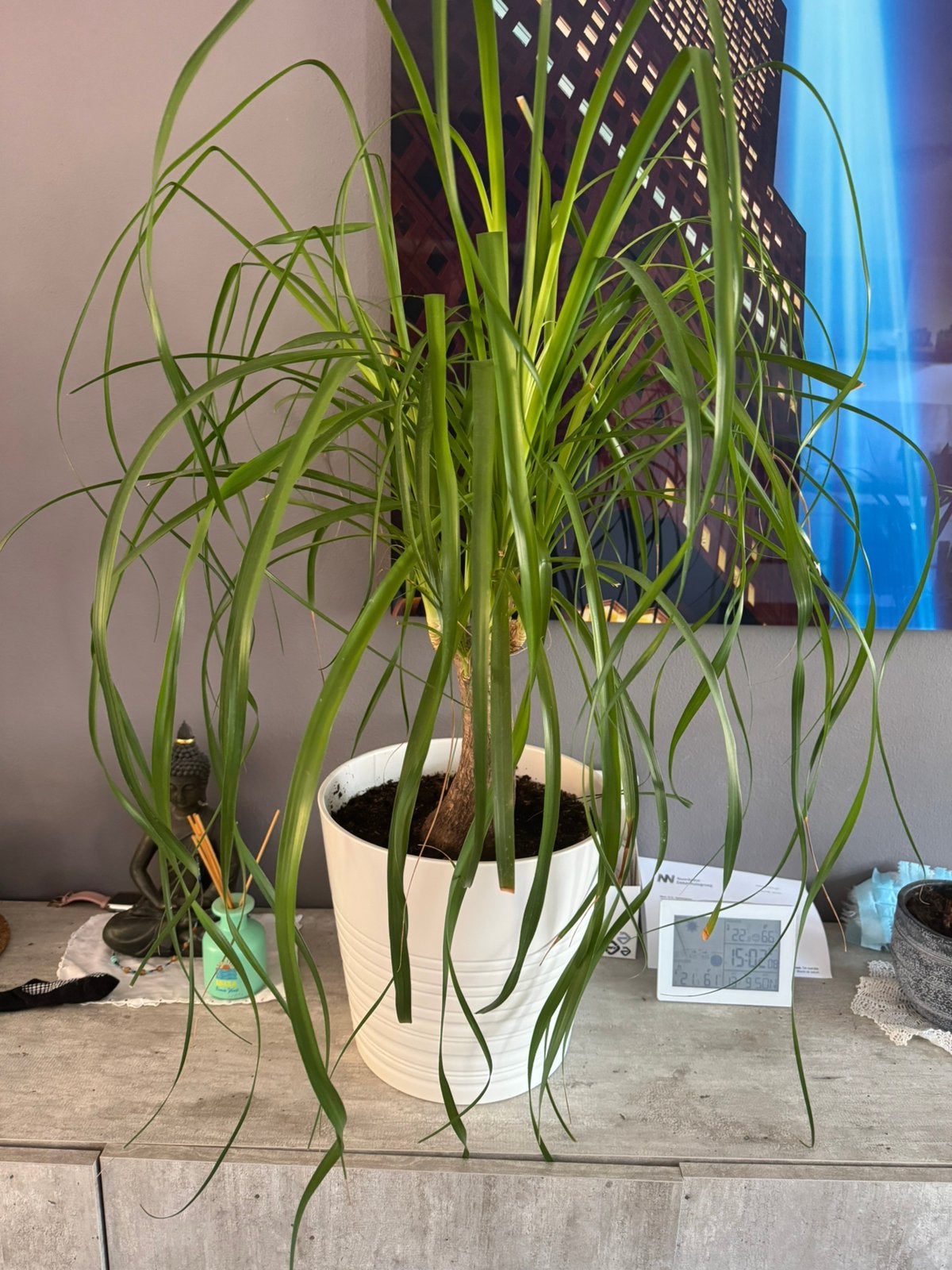 Plant te koop, Huis en Inrichting, Ophalen, Palm, Halfschaduw, In pot