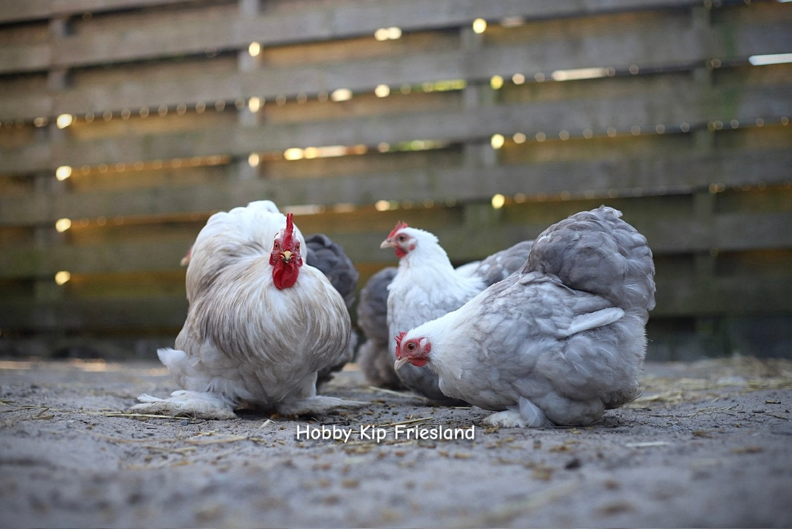 🤍 Bobtail Cochin broedeieren 🤍, Dieren en Toebehoren, Geslacht onbekend, Kip