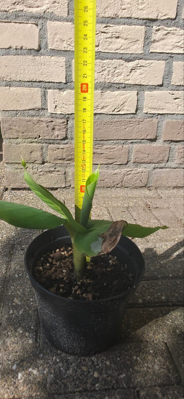 Musa acuminata 'Dwarf Cavendish' bananenplant, Ophalen, Halfschaduw, Minder dan 100 cm