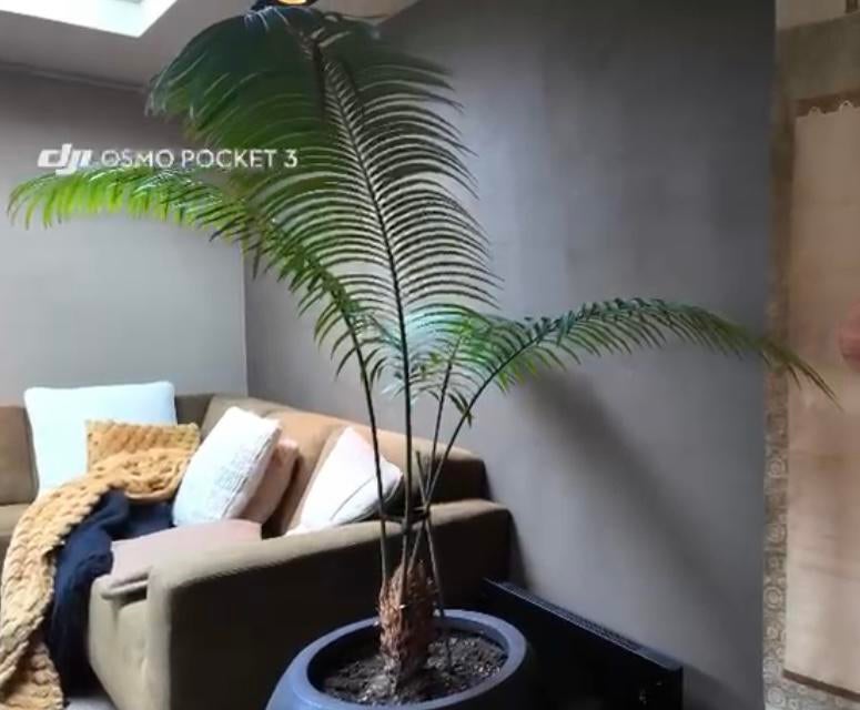 Cycas XXL, Bloeit niet, Halfschaduw, Overige soorten, 100 tot 250 cm
