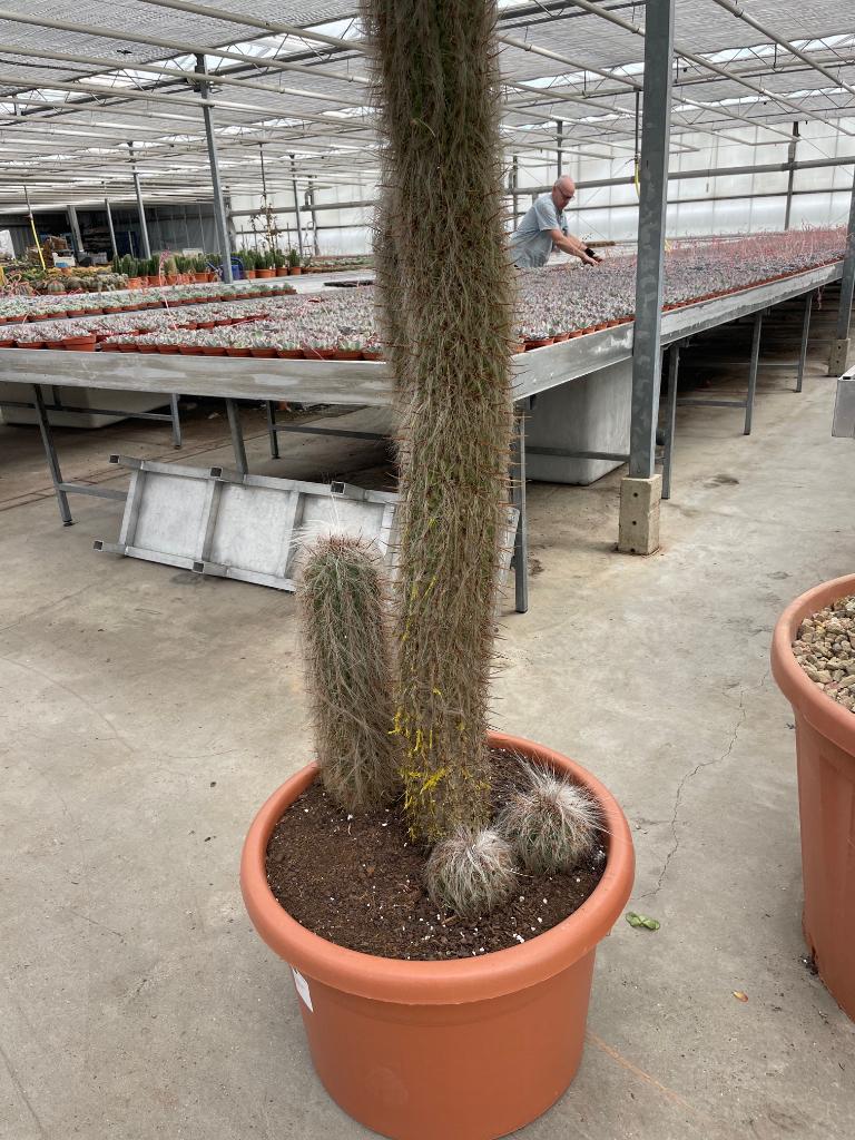 Cactus Oreocereus Trollii 185 cm hoog Zuid Bolivia.Pot 60cm, Huis en Inrichting, Kamerplanten, Ophalen, Bloeiende kamerplant, 150 tot 200 cm