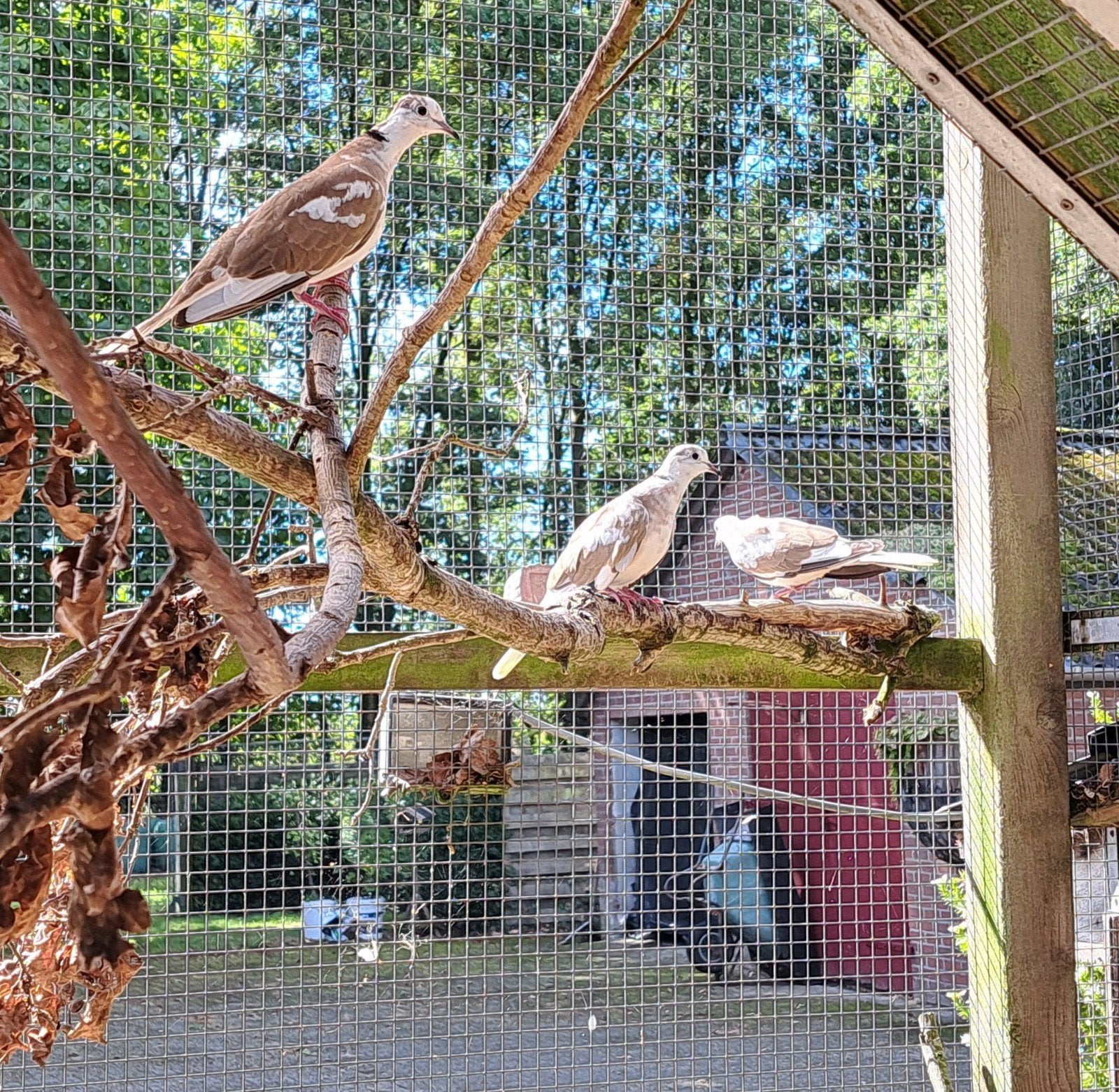 4 bonte lachduiven, Dieren en Toebehoren, Geslacht onbekend, Overige soorten