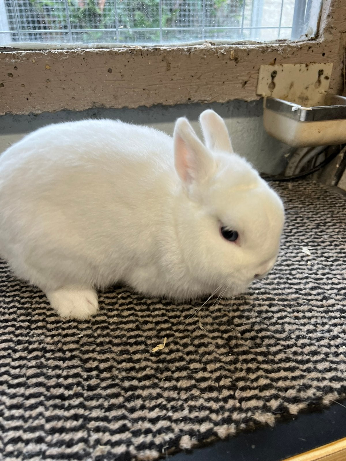 Te koop blauwoog pool rammen, Mannelijk, Dwerg, 0 tot 2 jaar