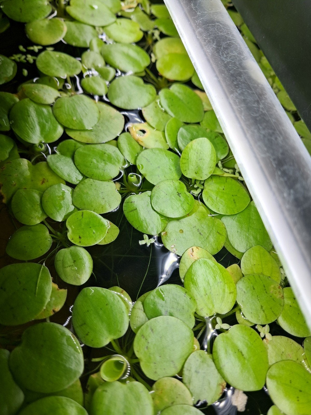 Drijfplanten voor in het  aquarium, Ophalen, Nieuw, Plant(en), Steen of Hout