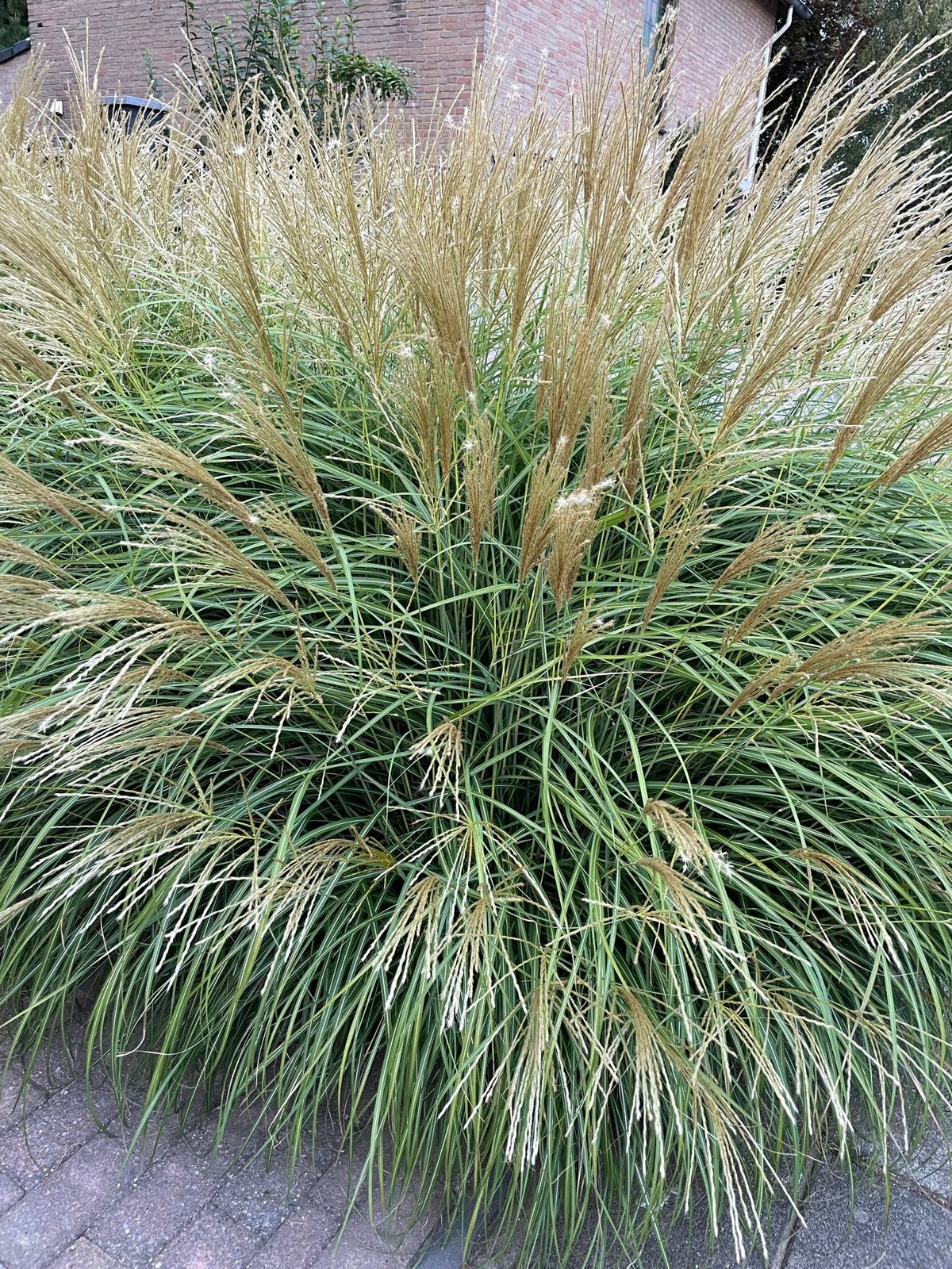 Chinees rietgras (Miscanthus sinensis), Ophalen, Bloeit niet, Overige soorten, Halfschaduw