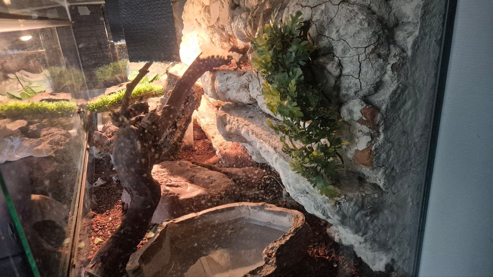 Gezonde mooie roodbruine Rattenslang Rat Snake photo 3