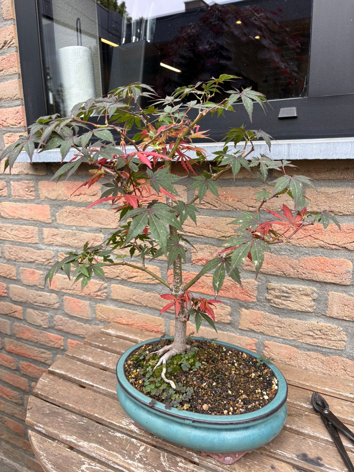 Bonsai- japanse esdoorn (palmatum), Ophalen, Bloeit niet, Halfschaduw, Overige soorten