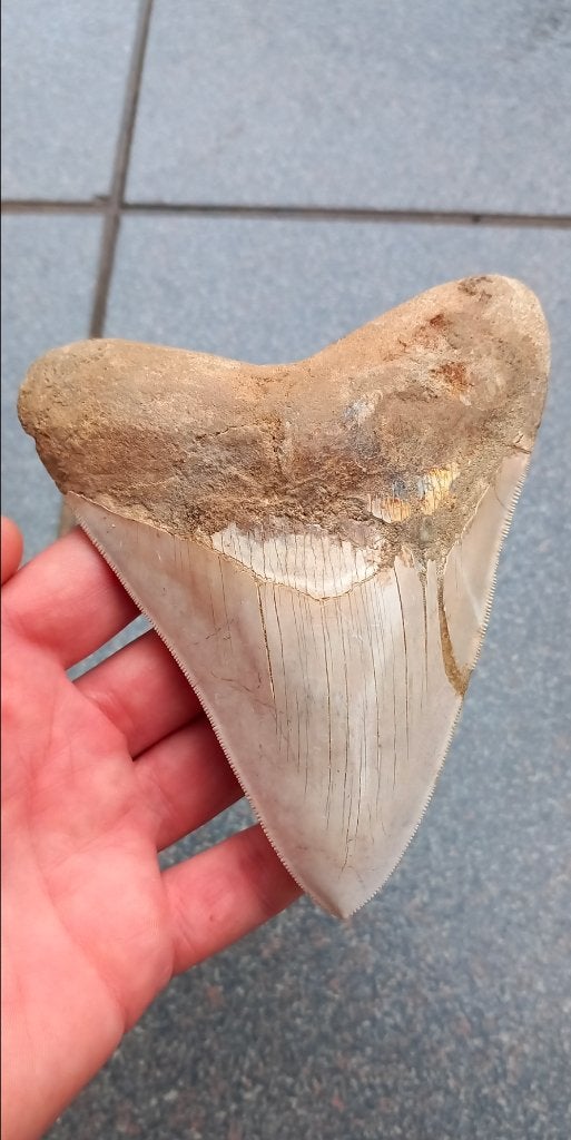 Grote Megalodon 13,2 cm fossielen haaientand, Verzamelen, Mineralen en Fossielen, Ophalen of Verzenden, Fossiel
