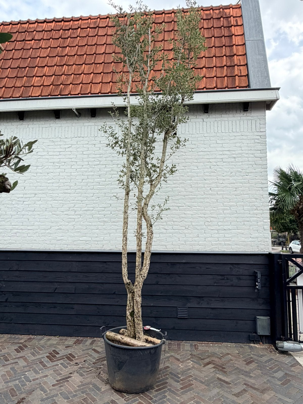 Mooie meerstammige kurkeik, Overige soorten, 100 tot 250 cm, Zomer, Ophalen