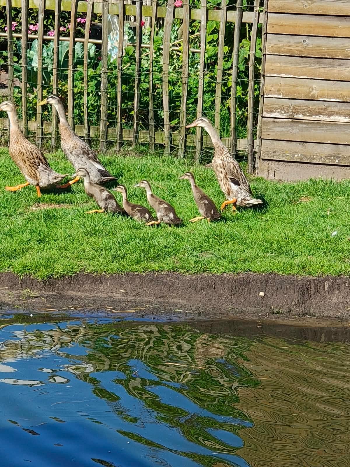 Indische loopeenden mannetjes, Meerdere dieren, Eend