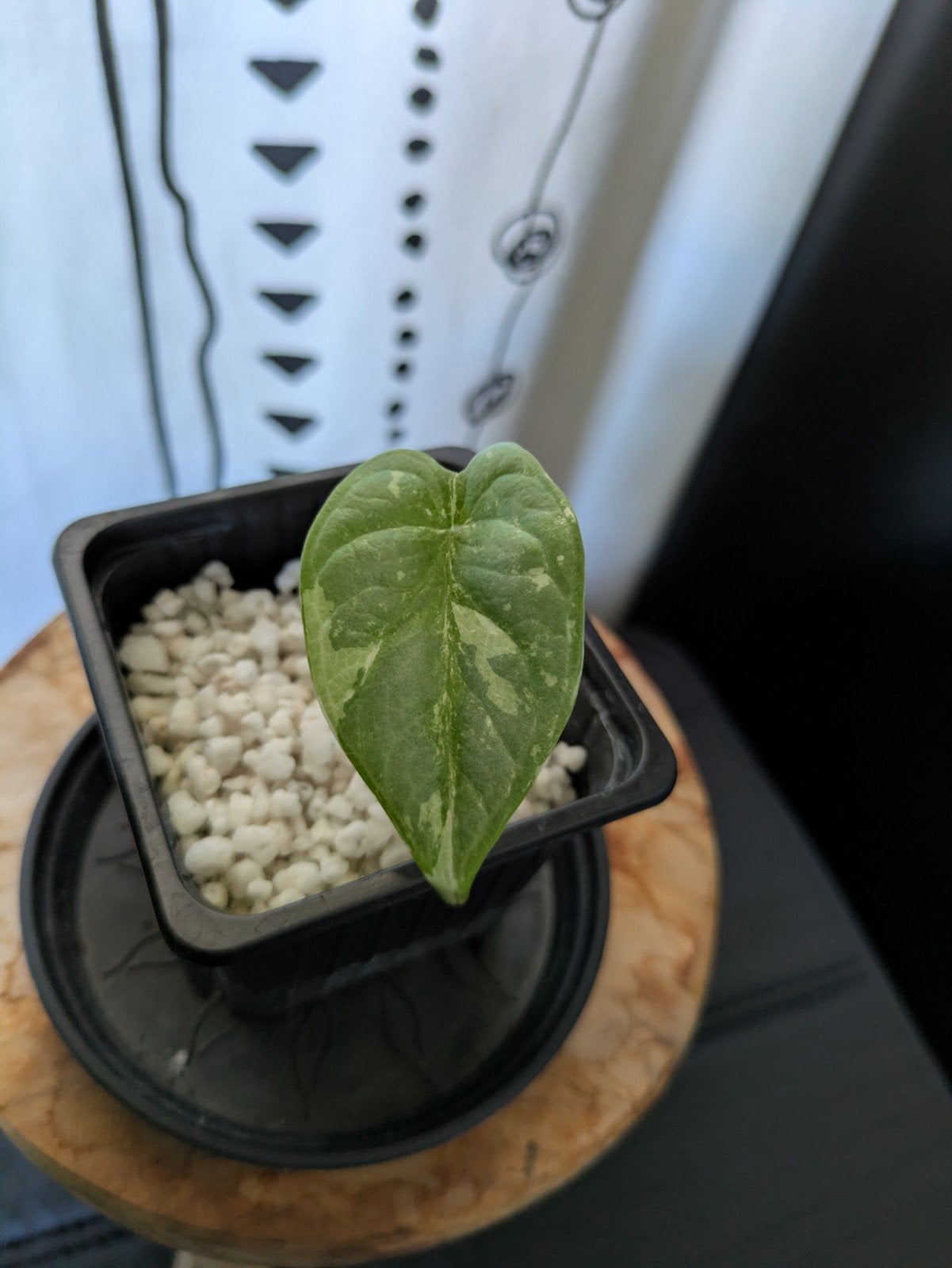 Silver Dragon variegata #1, Ophalen of Verzenden, Halfschaduw, Minder dan 100 cm