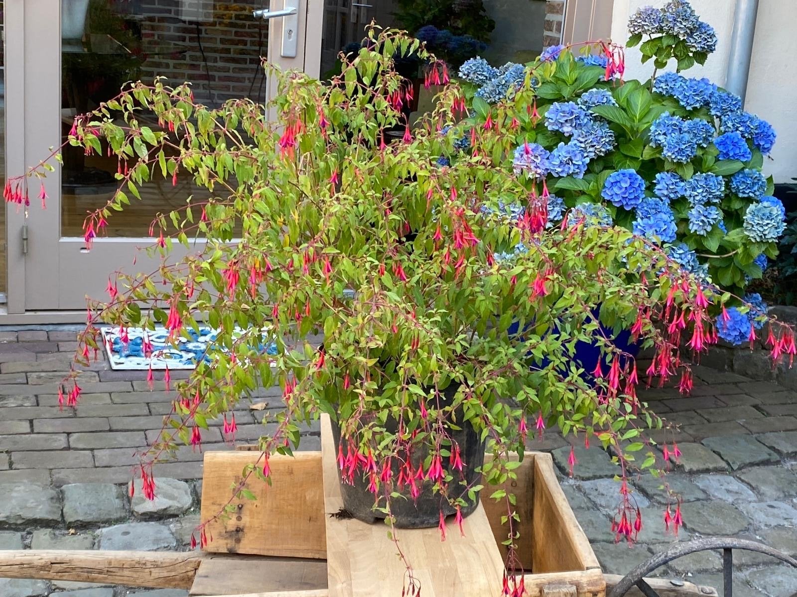 Grote winterharde fuchsia - Prachtige bloeier!, Tuin en Terras, Planten | Tuinplanten, Vaste plant, Halfschaduw, Zomer, Ophalen