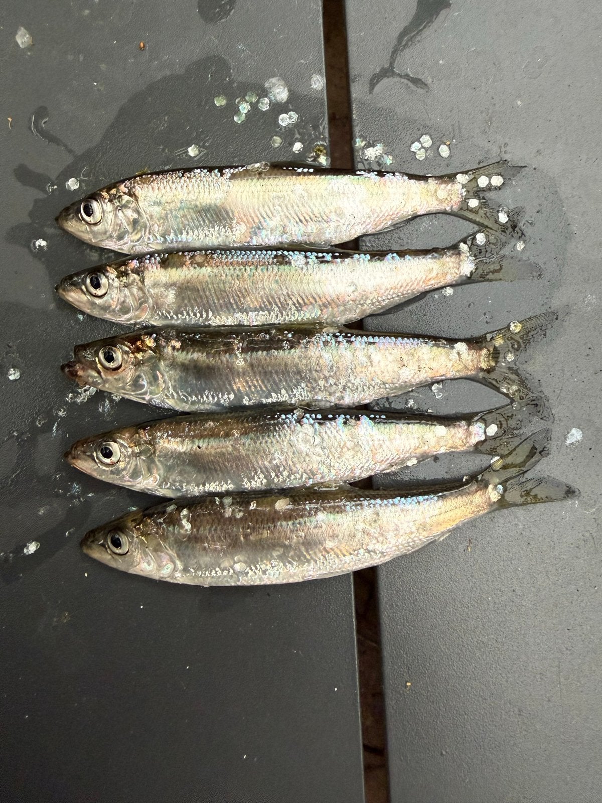 Verse Jonge Haring Blieken 10cm (aasvis), Ophalen, Nieuw, Overige typen