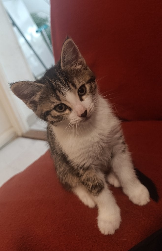 Kittens, Meerdere dieren, Ontwormd, 0 tot 2 jaar