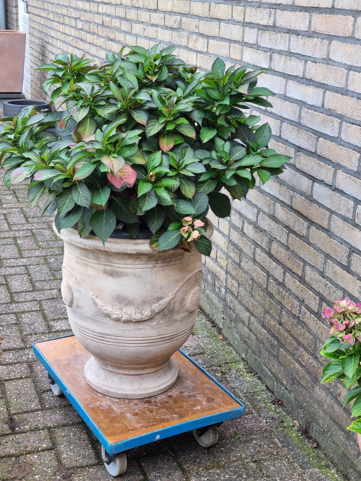 Hoge 50 cm terraspot  zgn. ANDUZE  model, Ophalen, Zo goed als nieuw