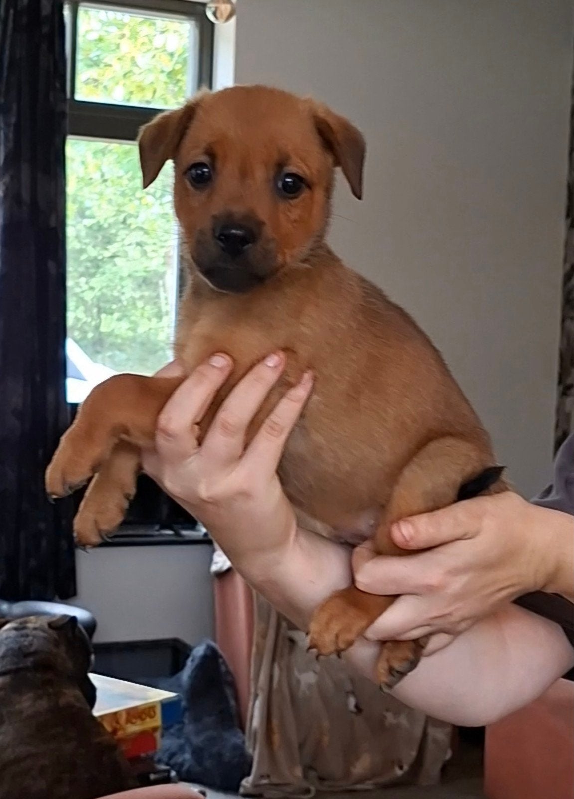 mooie pups, Dieren en Toebehoren, 8 tot 15 weken, Meerdere, Meerdere dieren, Nederland