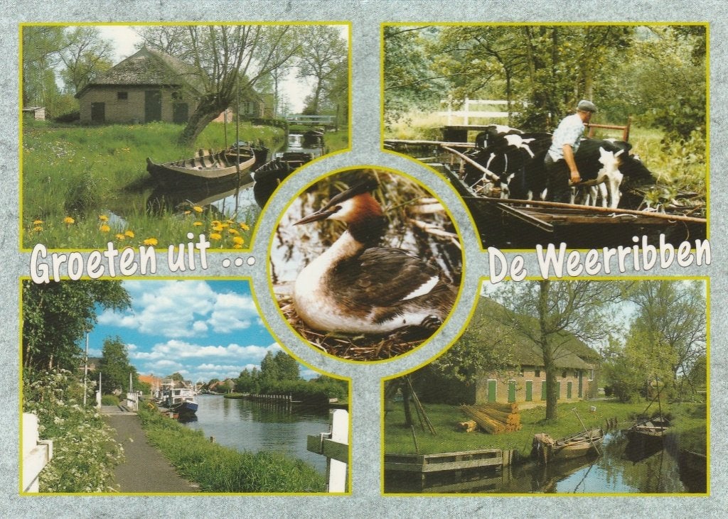 DE WEERRIBBEN  Punters Koeien Fuut Giethoorn Groeten, Verzenden, 1980 tot heden, Gelopen, Overijssel