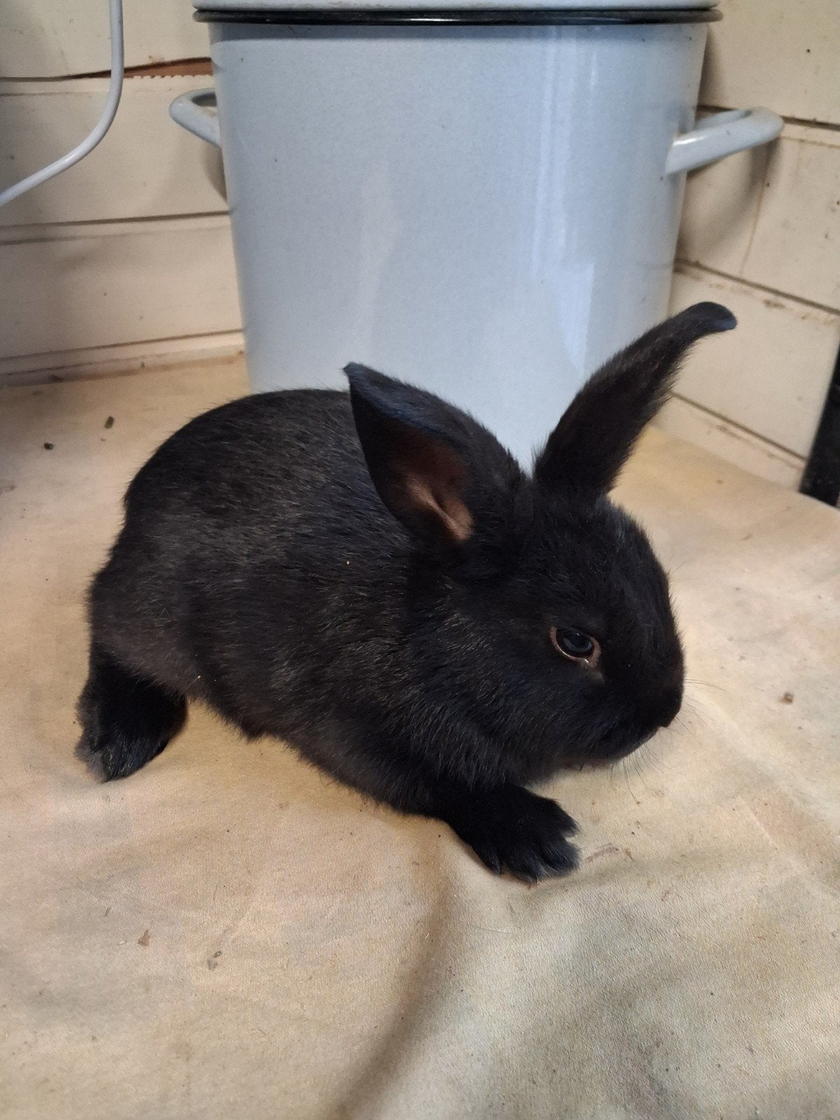 Konijn, Vrouwelijk, 0 tot 2 jaar