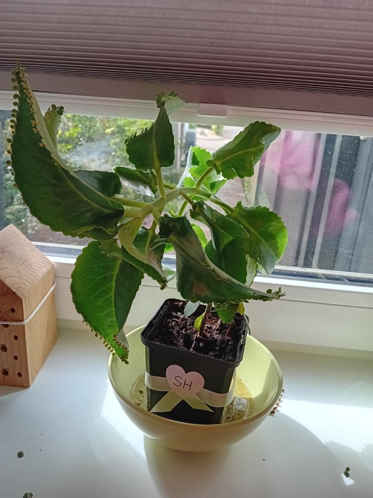 Stekje bommenwerper plant, Huis en Inrichting, Kamerplanten, Ophalen, Halfschaduw, Minder dan 100 cm