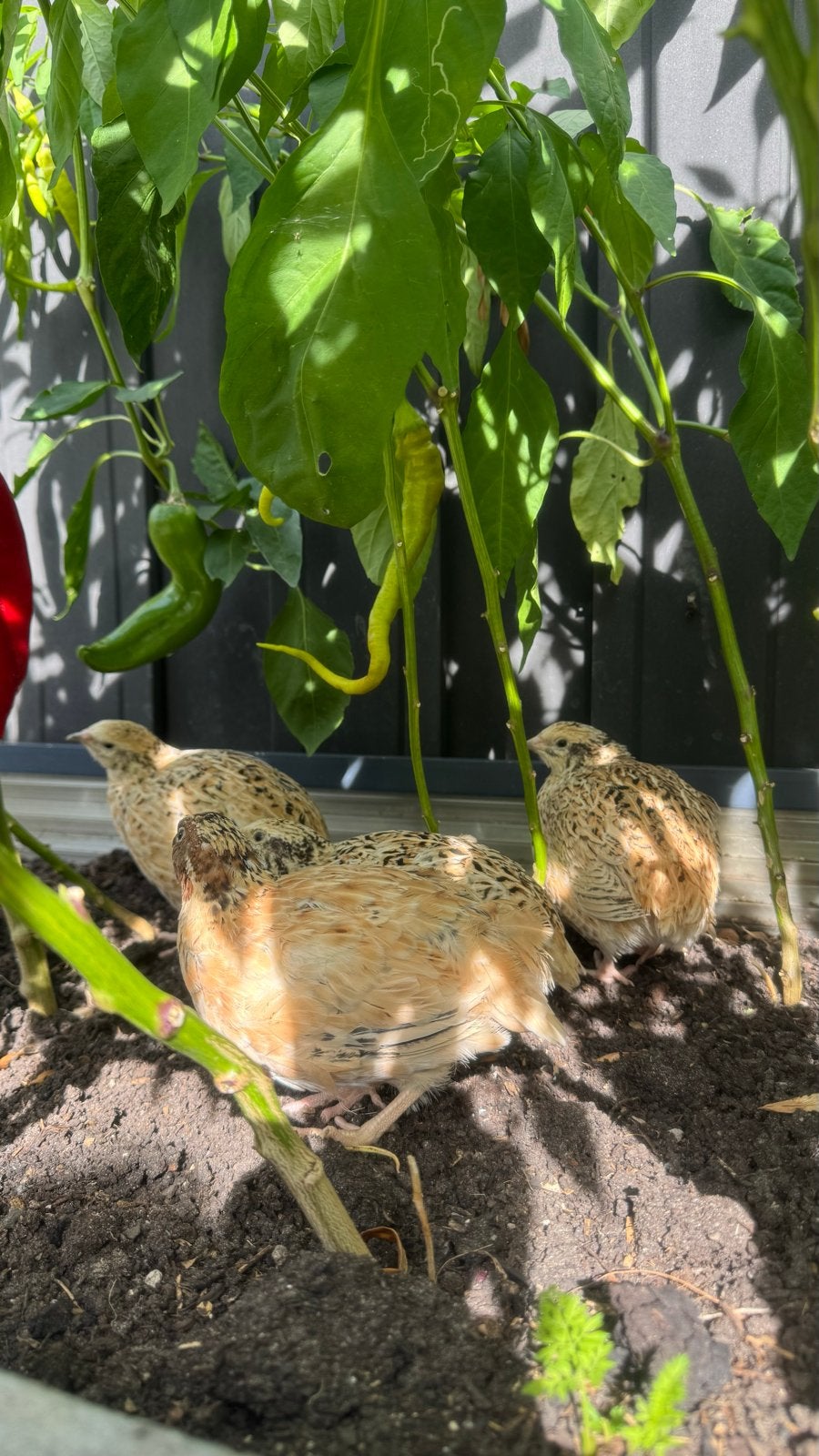 6 kwartels te koop, Dieren en Toebehoren