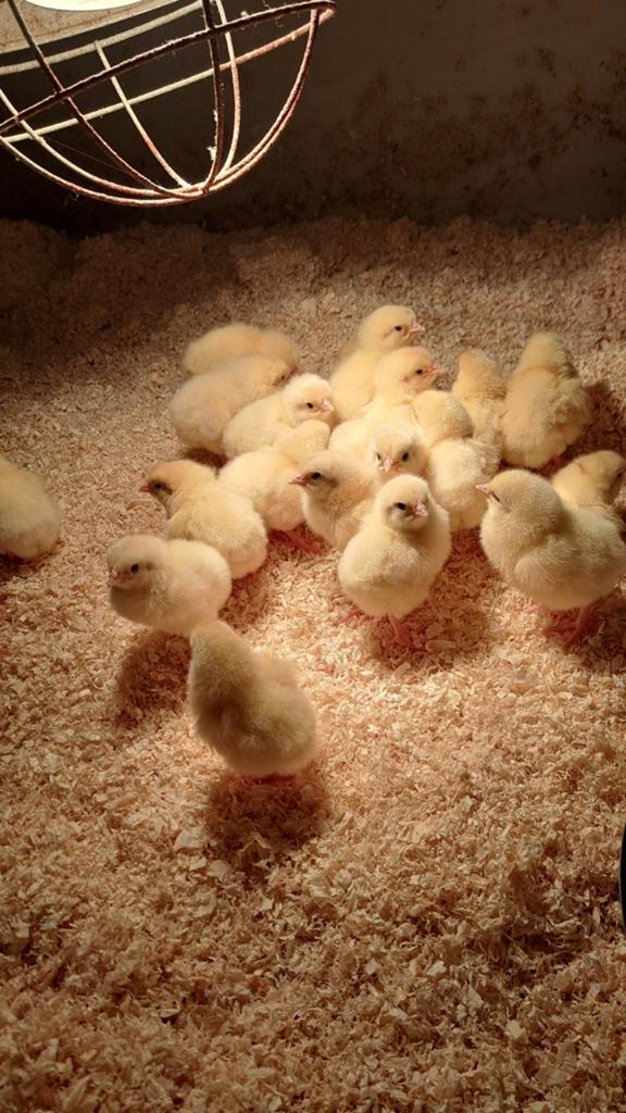 Kiukens, Dieren en Toebehoren, Pluimvee