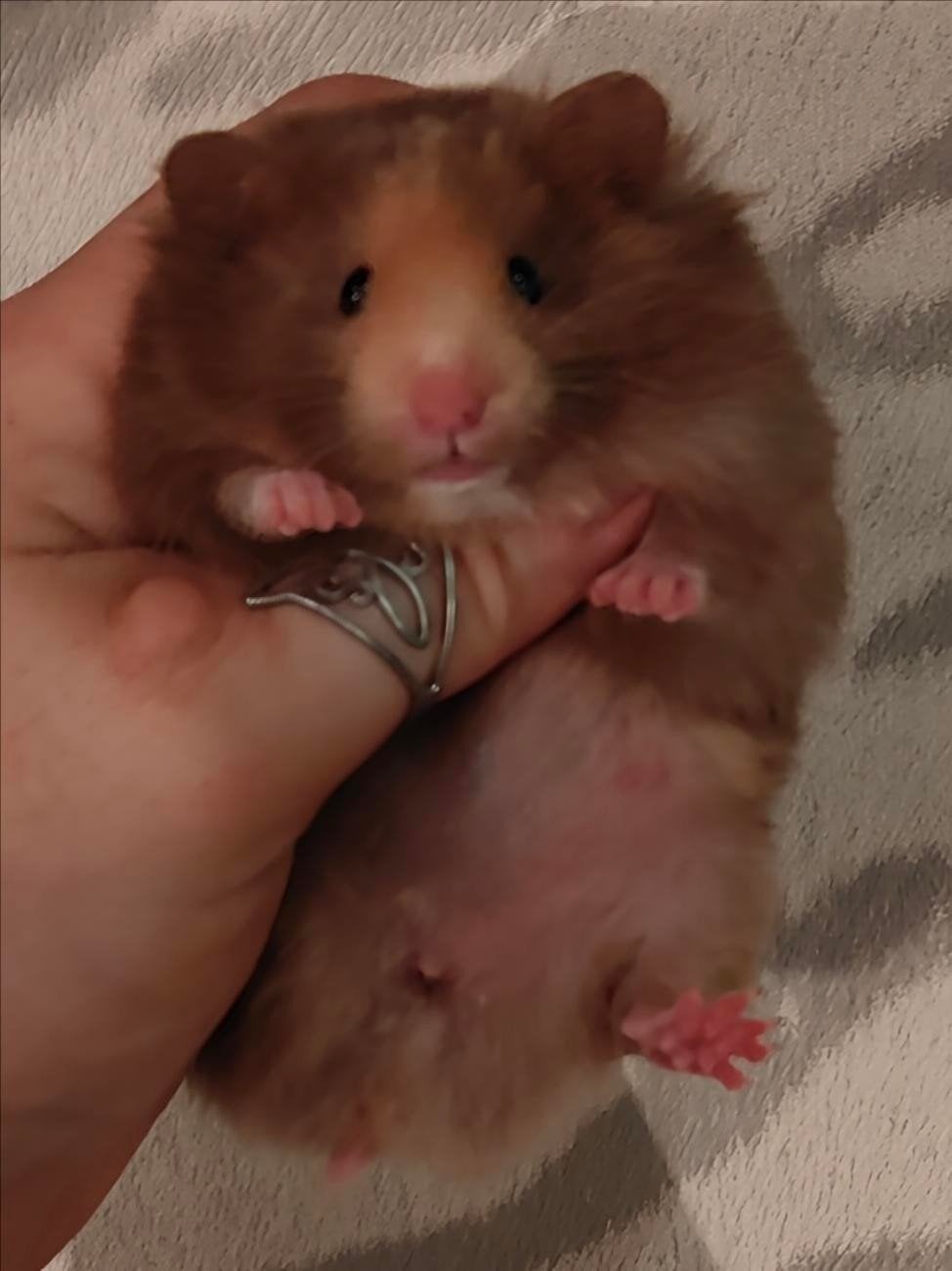 Jonge Syrische hamsters/ Goudhamsters te reserveren, Dieren en Toebehoren, Hamster, Mei, Meerdere dieren, Tam