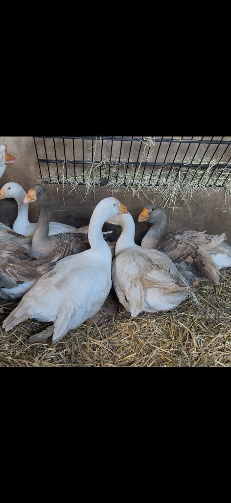 Tula, Dieren en Toebehoren, Vogels | Overige Vogels